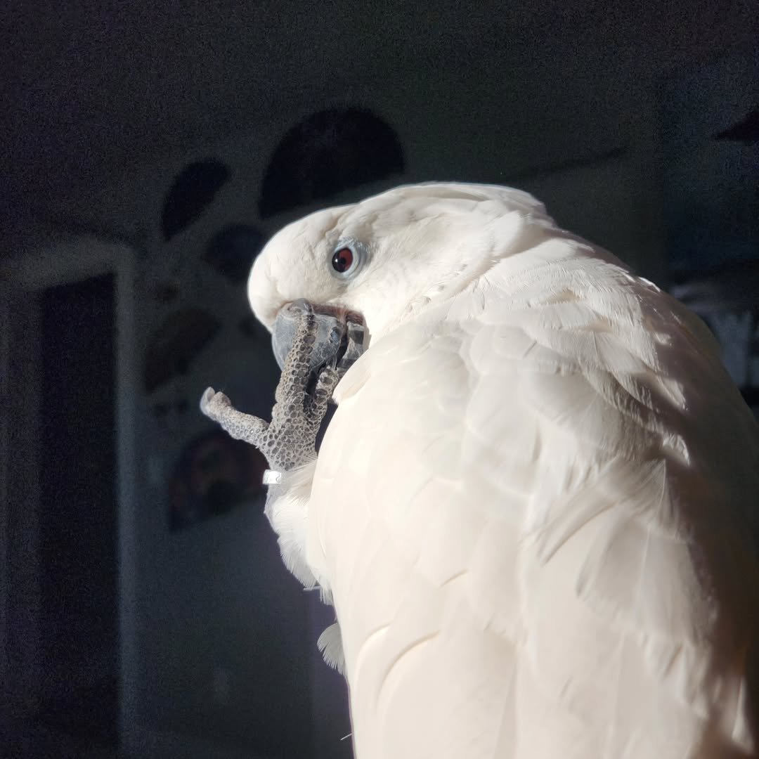 Palm Cockatoo parrots for sale near me
