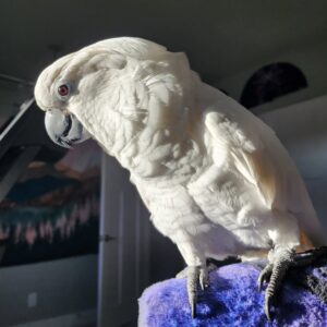 Palm Cockatoo parrots for sale near me