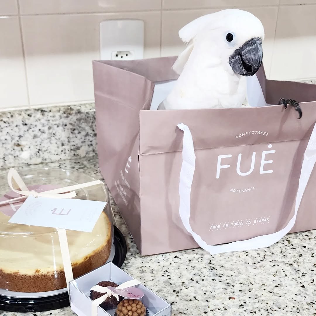 cockatoo baby parrots for sale