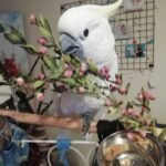 Cockatoo Parrots for Sale Worldwide