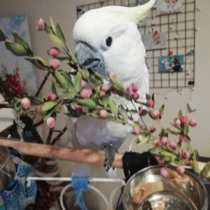 Cockatoo Parrots for Sale Worldwide