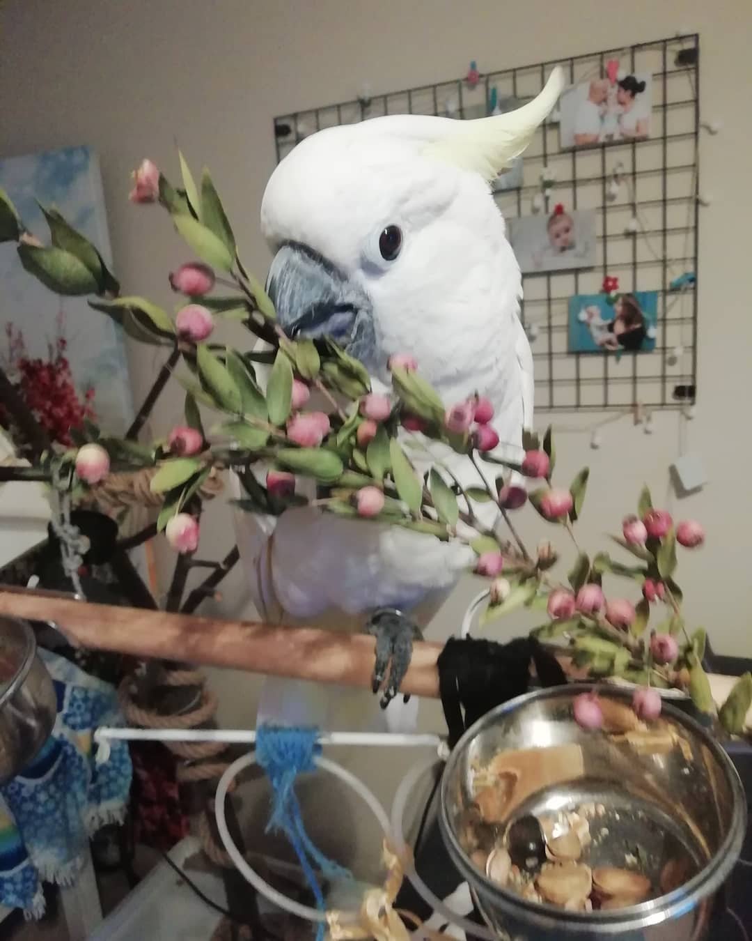 Cockatoo Parrots for Sale Worldwide