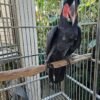 male cockatoo parrots for sale
