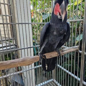 male cockatoo parrots for sale