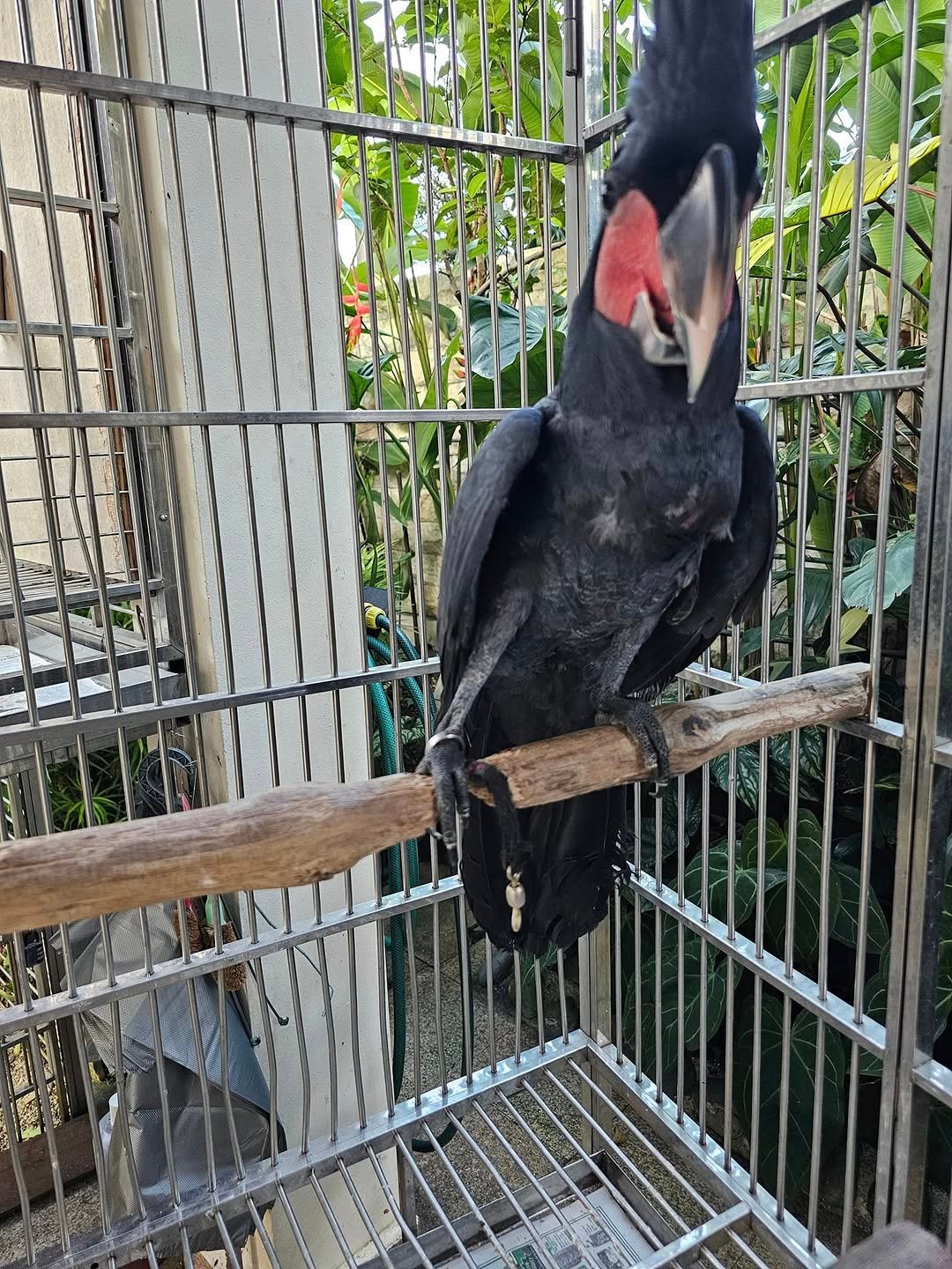 male cockatoo parrots for sale