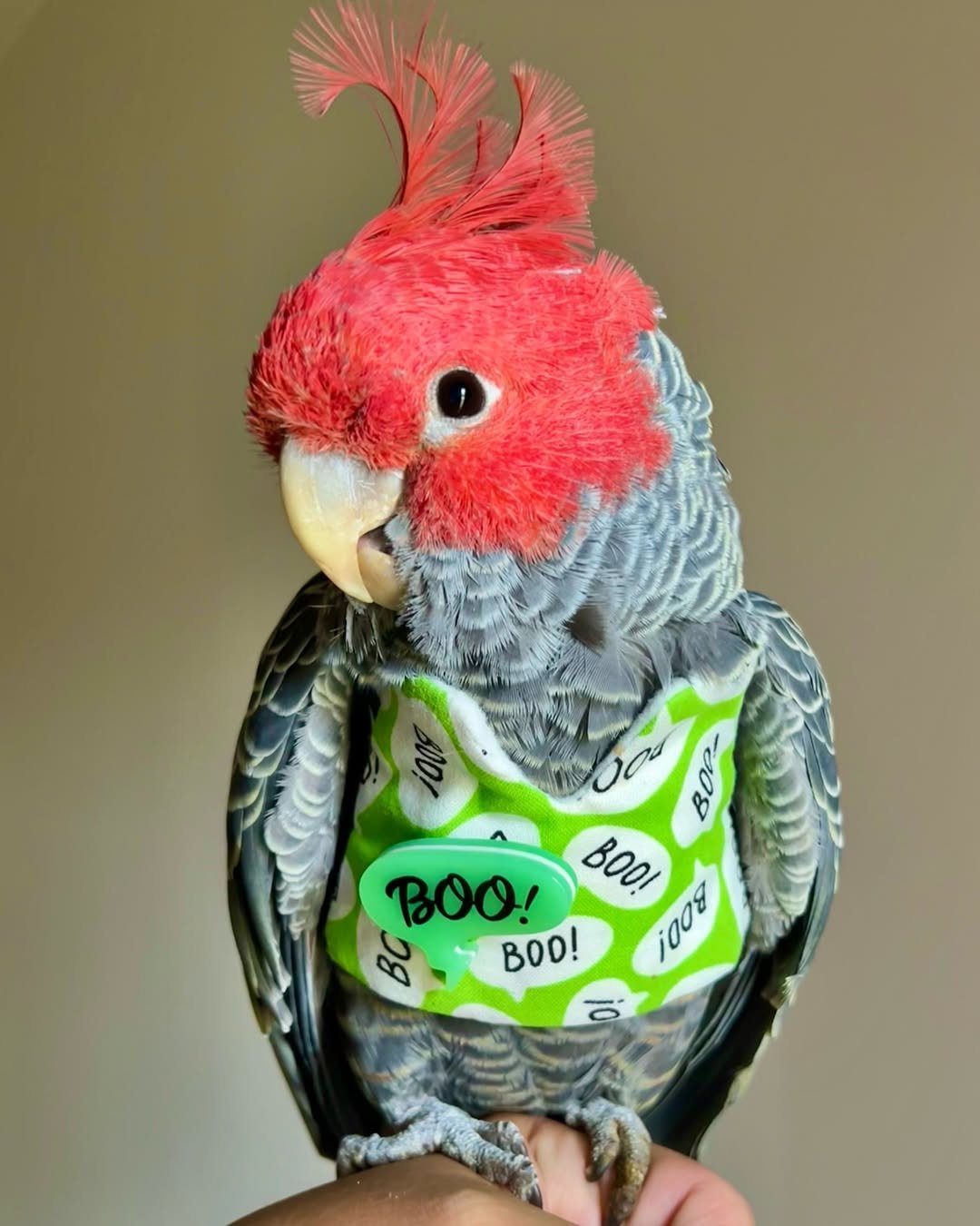 What should I look for when buying a cockatoo?