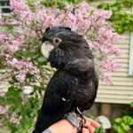 our cockatoo parrots