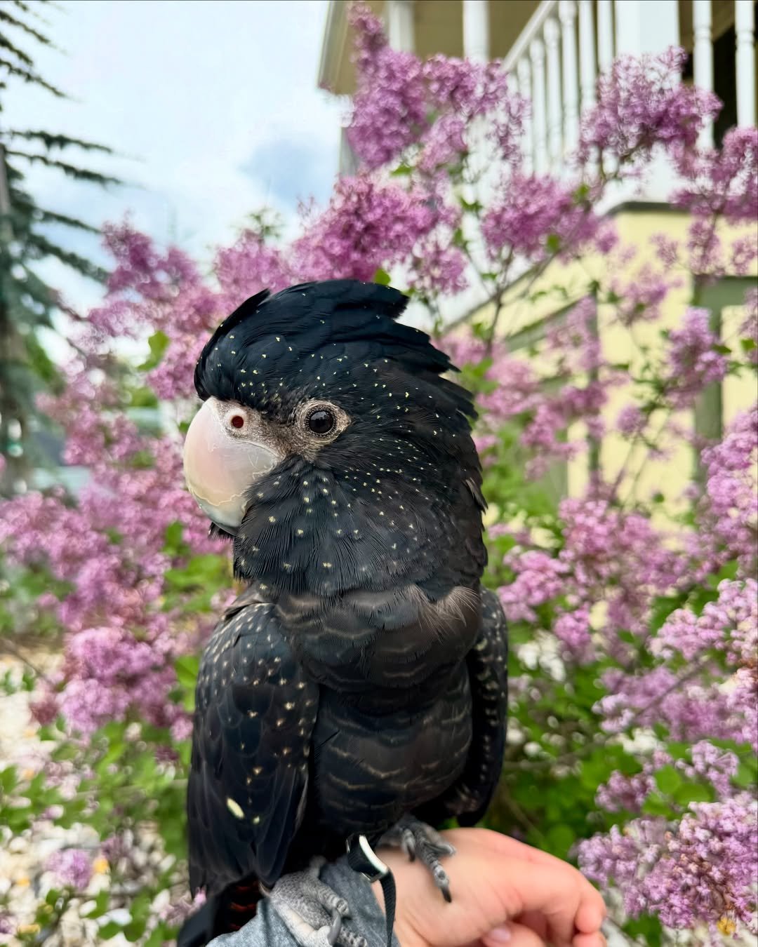 Do cockatoos talk or mimic words?