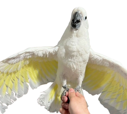 Can cockatoos be left alone during the day?