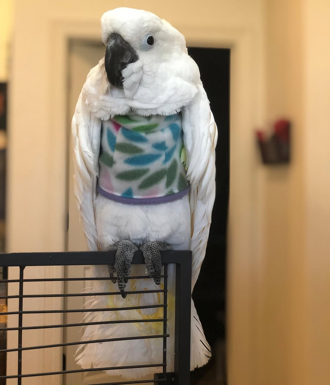 Do cockatoos require a lot of attention?