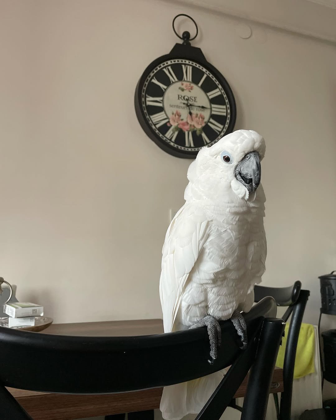 Why do cockatoos scream or screech
