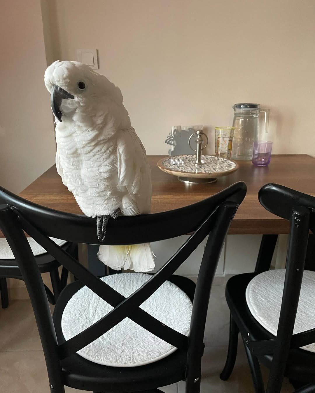 How long do cockatoos live as pets?