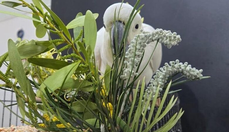 Can cockatoos learn tricks or commands?