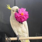 our cockatoo parrots