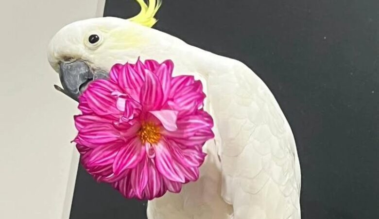 How do I socialize my cockatoo with other pets?