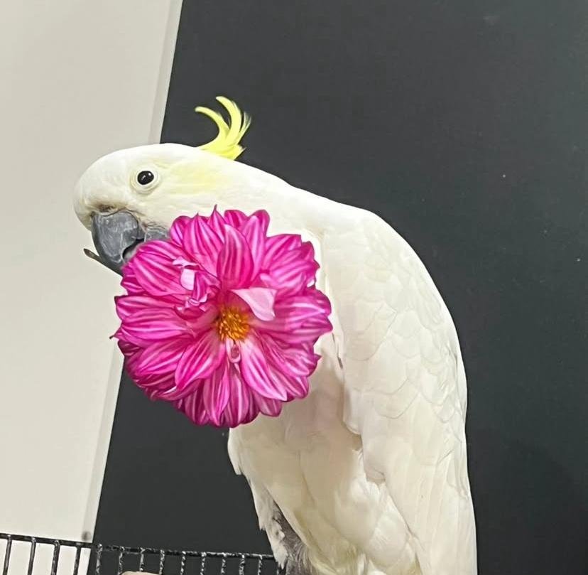 How do I socialize my cockatoo with other pets