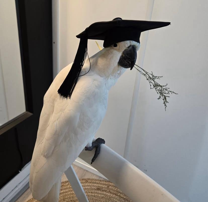 How much exercise does a cockatoo need daily