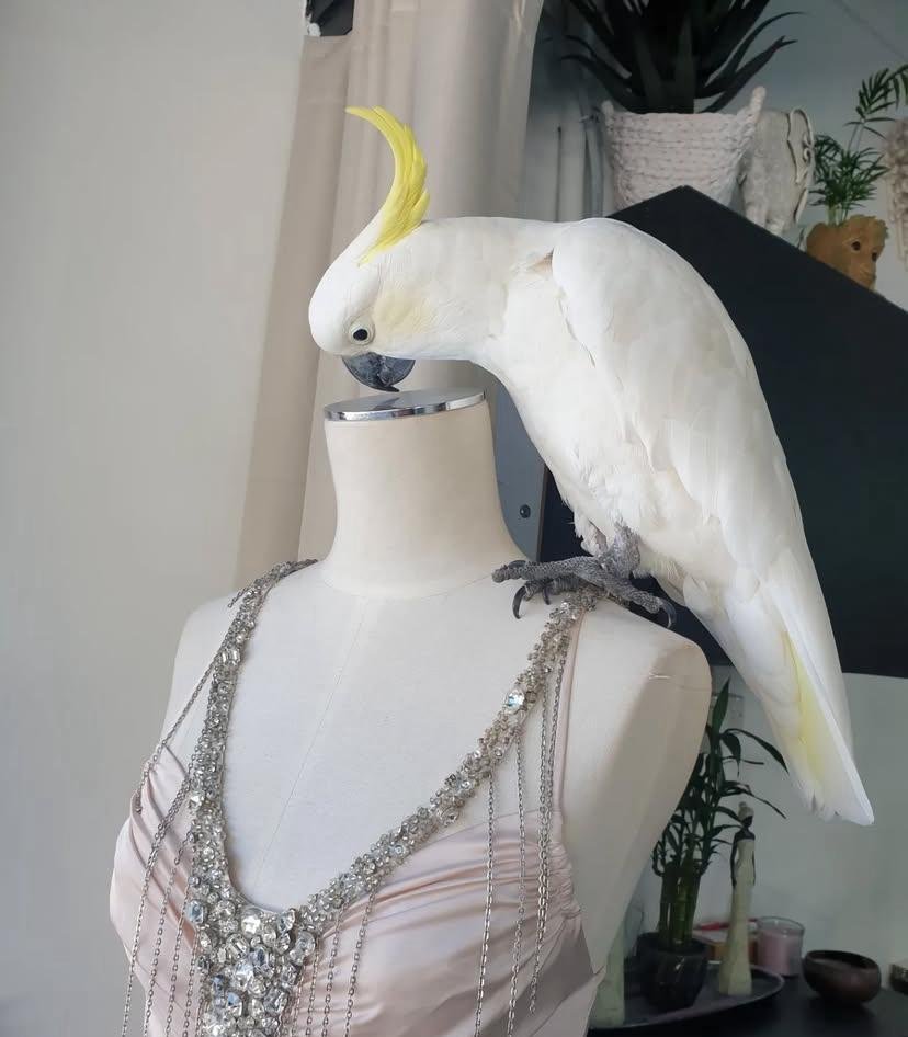 Different Breeds of Cockatoos