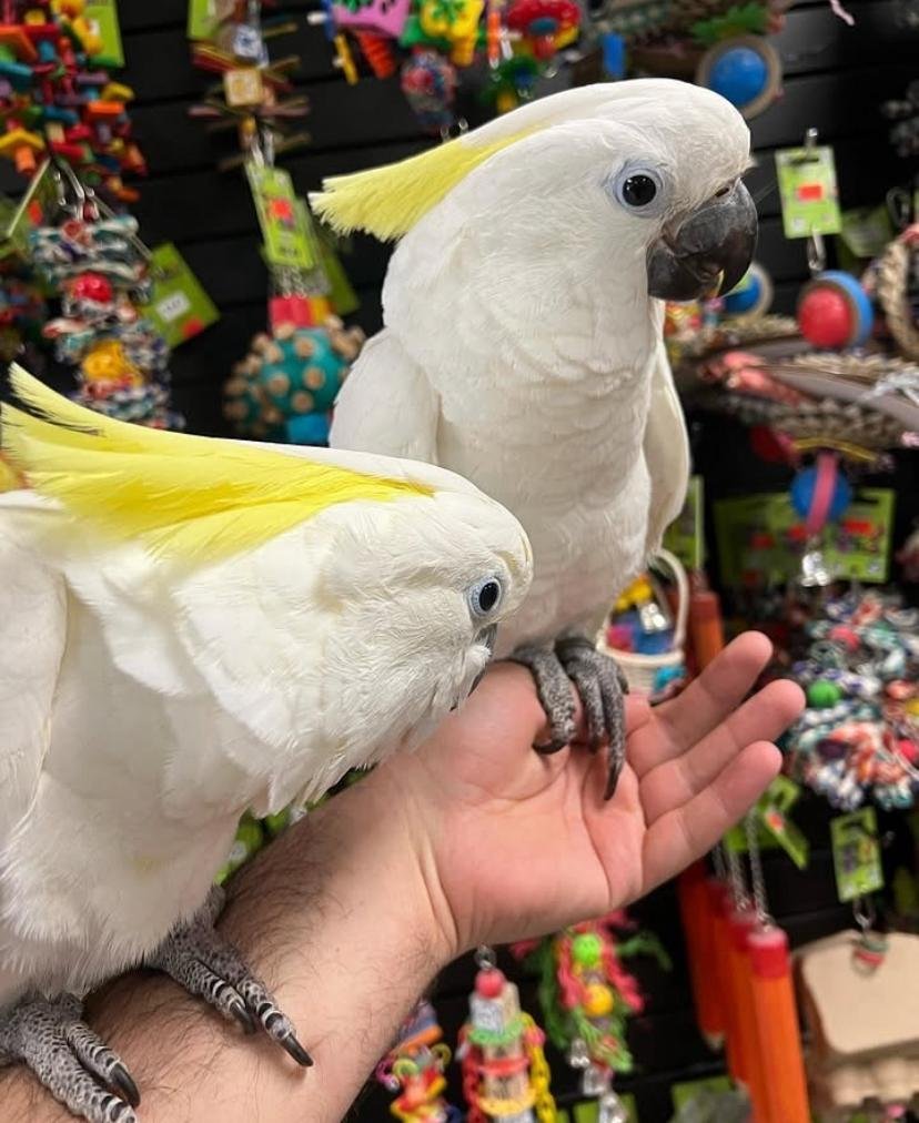 Do cockatoos need vitamins or supplements