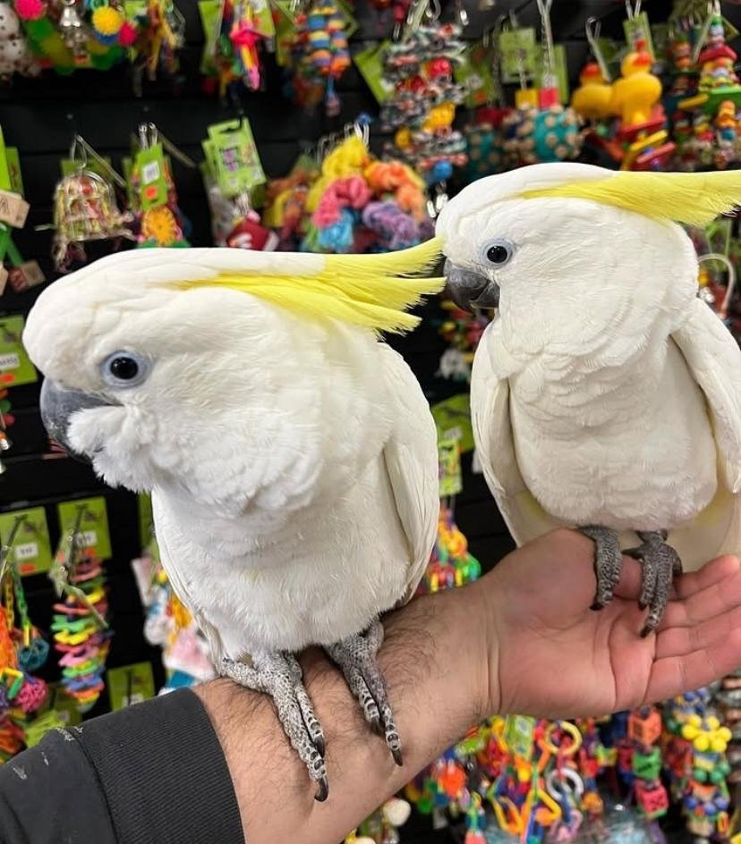 What is the average price of a cockatoo