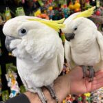 our cockatoo parrots