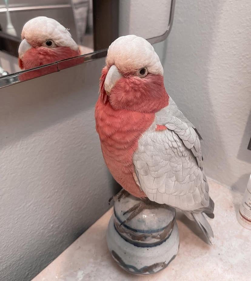 What do cockatoos eat?