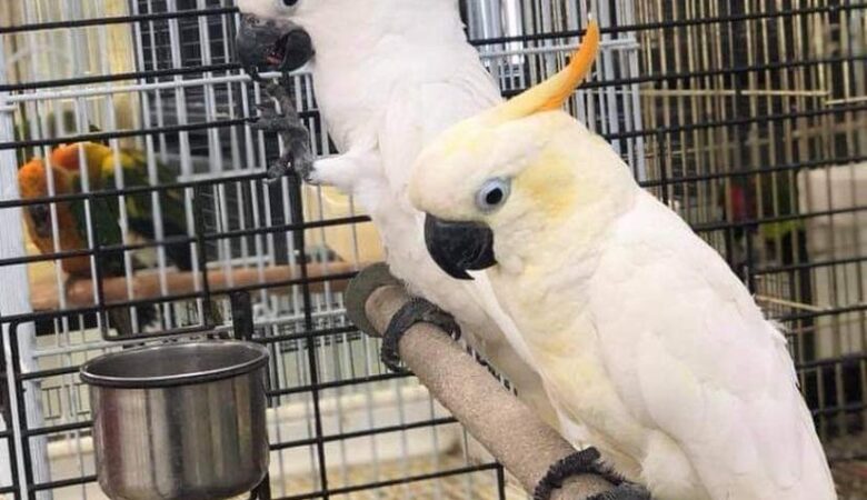 What foods are dangerous or toxic to cockatoos?