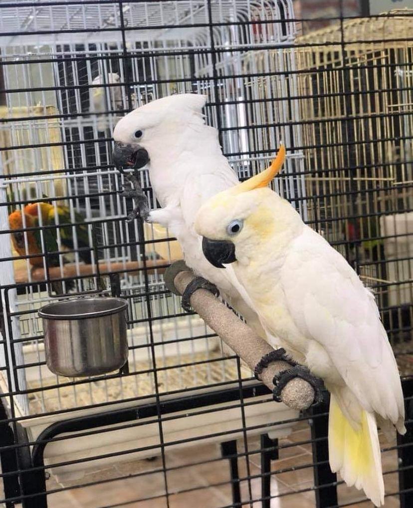 What foods are dangerous or toxic to cockatoos