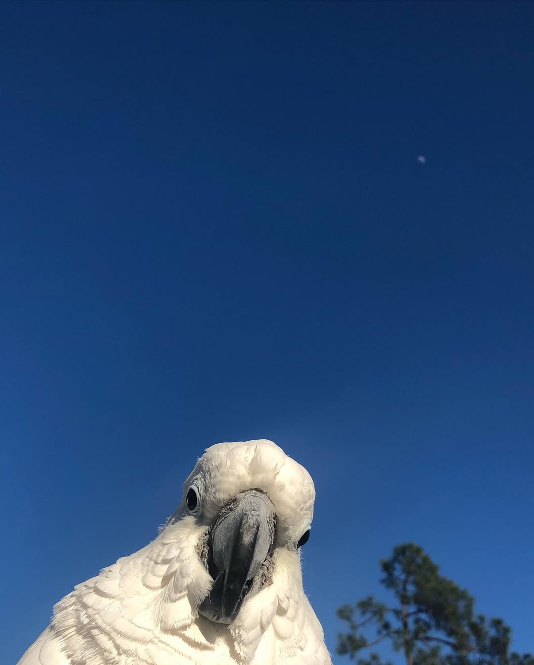 What paperwork or certificates should come with a cockatoo