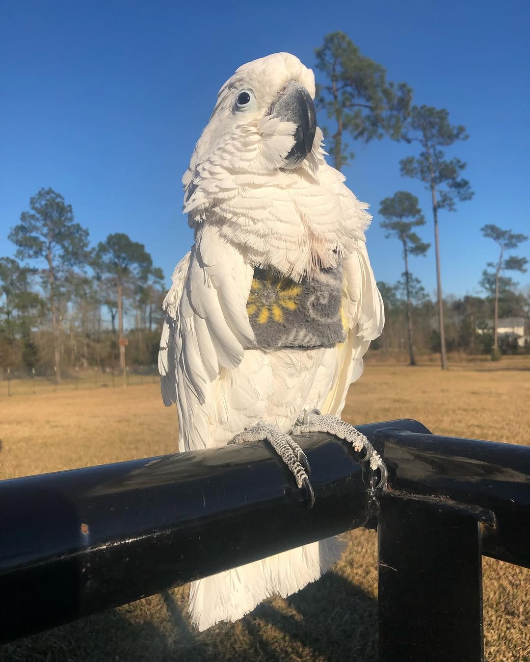 Why buy a bird from us