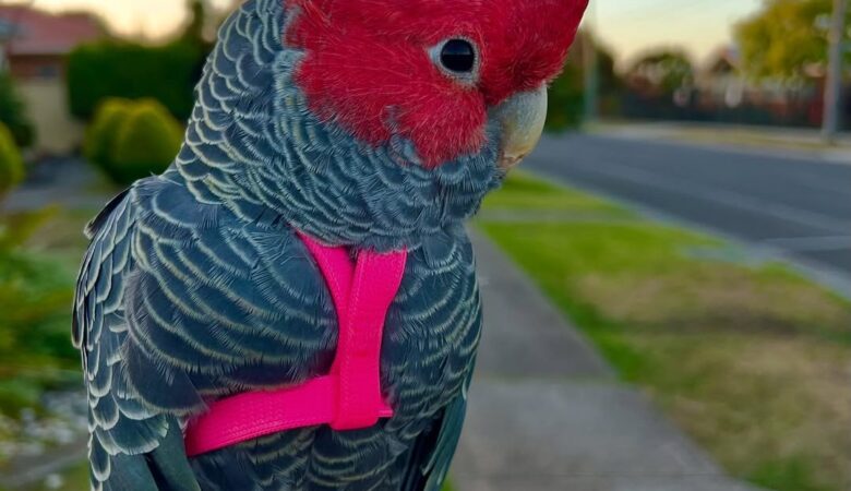 Do cockatoos come with a health guarantee when purchased?