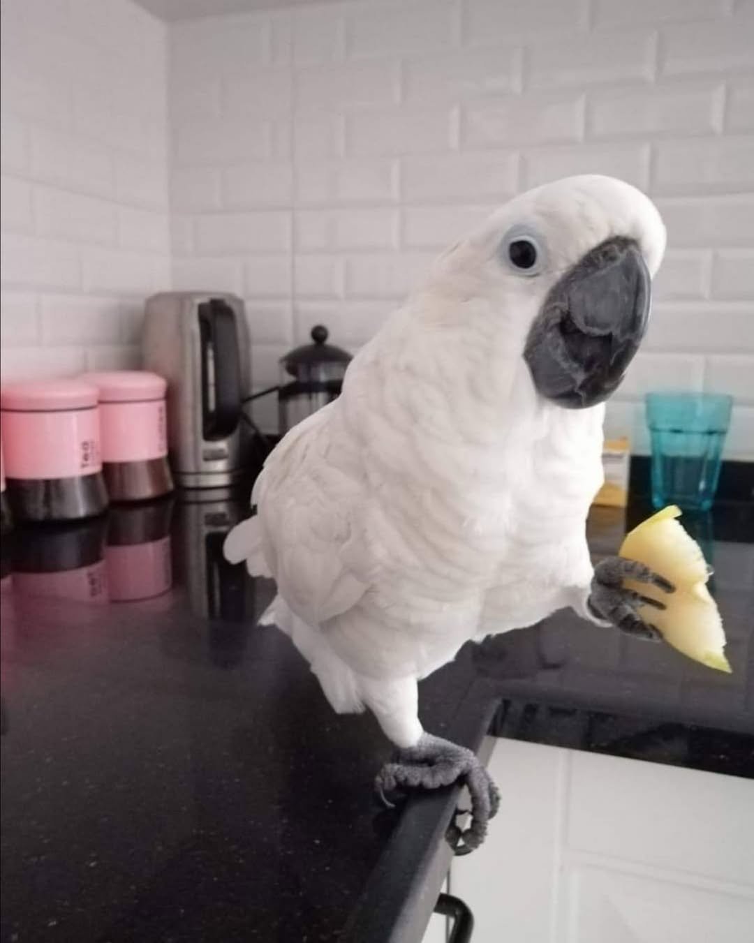 How much space does a cockatoo need?