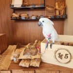 Cockatoo Baby Parrots for Sale