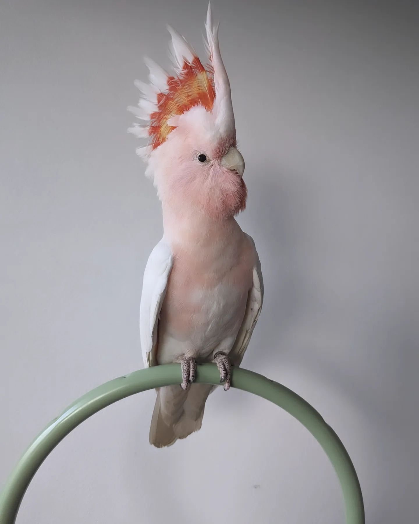 Galah Cockatoo Birds for Sale Online