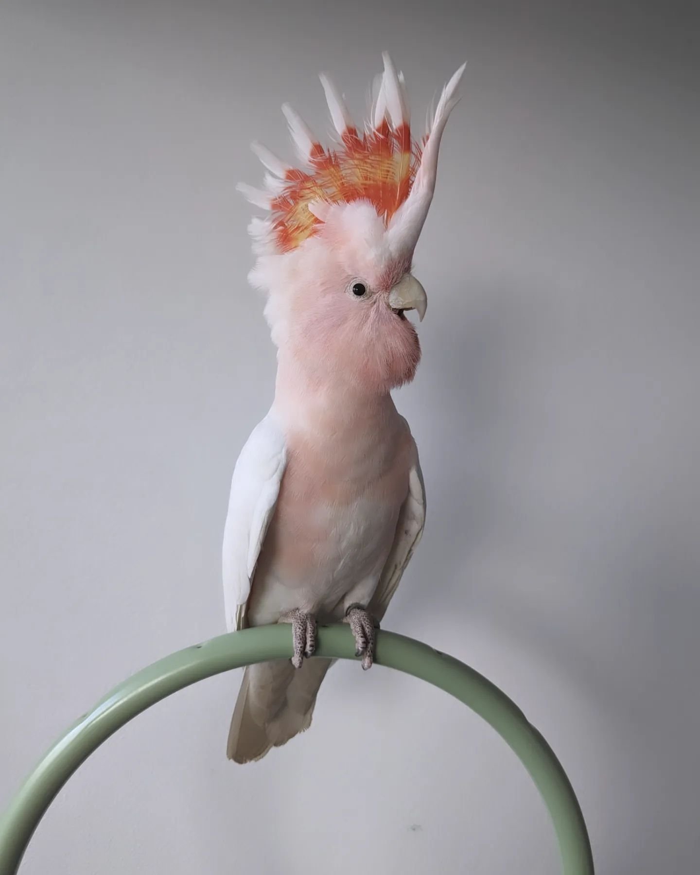 Galah Cockatoo Birds for Sale Online