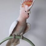 Galah Cockatoo Birds for Sale Online