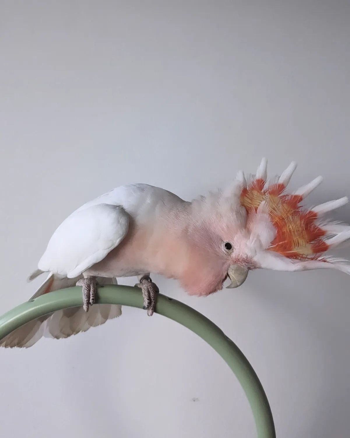 Galah Cockatoo Birds for Sale Online