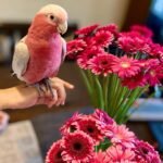 Tanimbar Corella Cockatoo Parrots for Sale