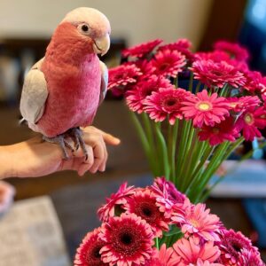 Tanimbar Corella Cockatoo Parrots for Sale