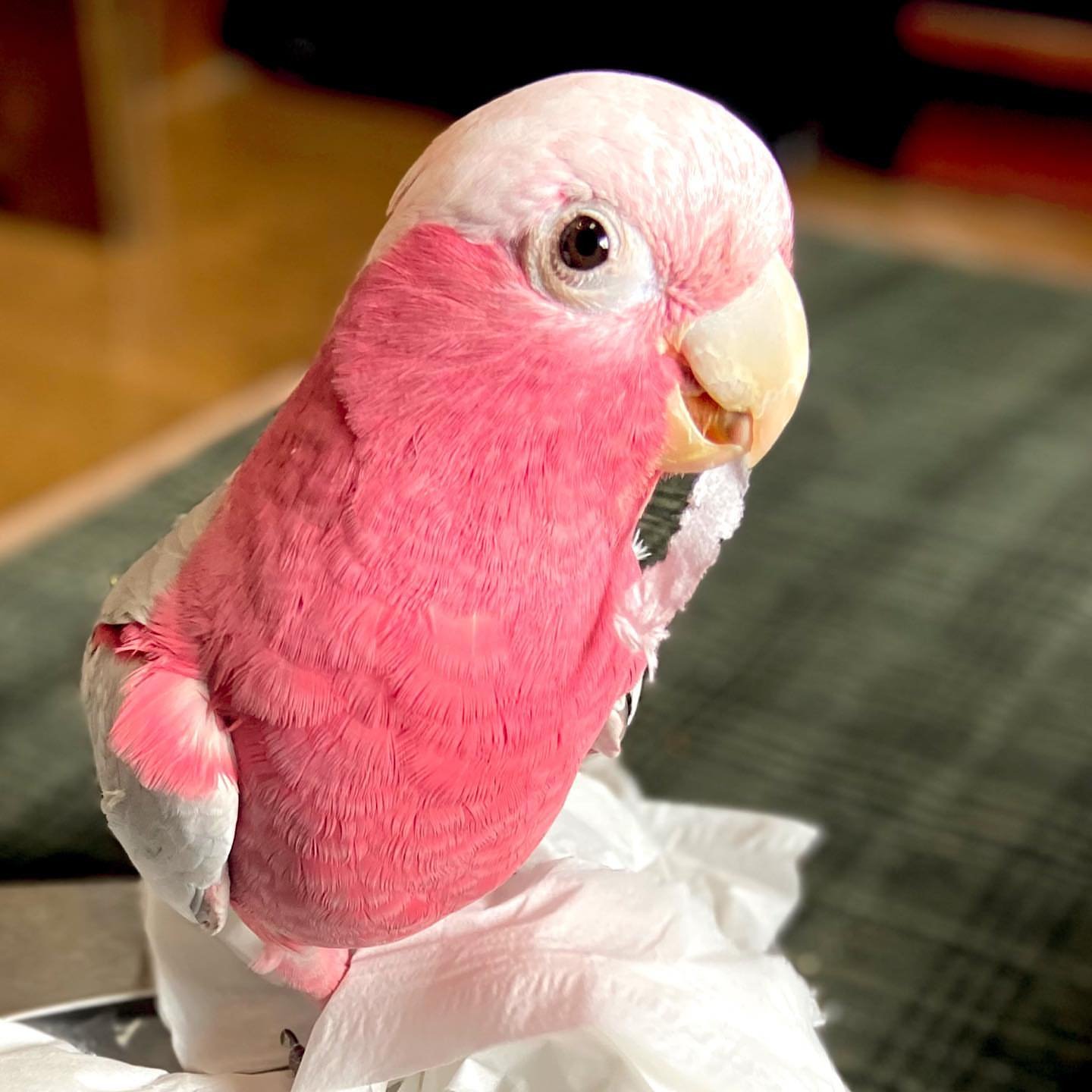 Tanimbar Corella Cockatoo Parrots for Sale