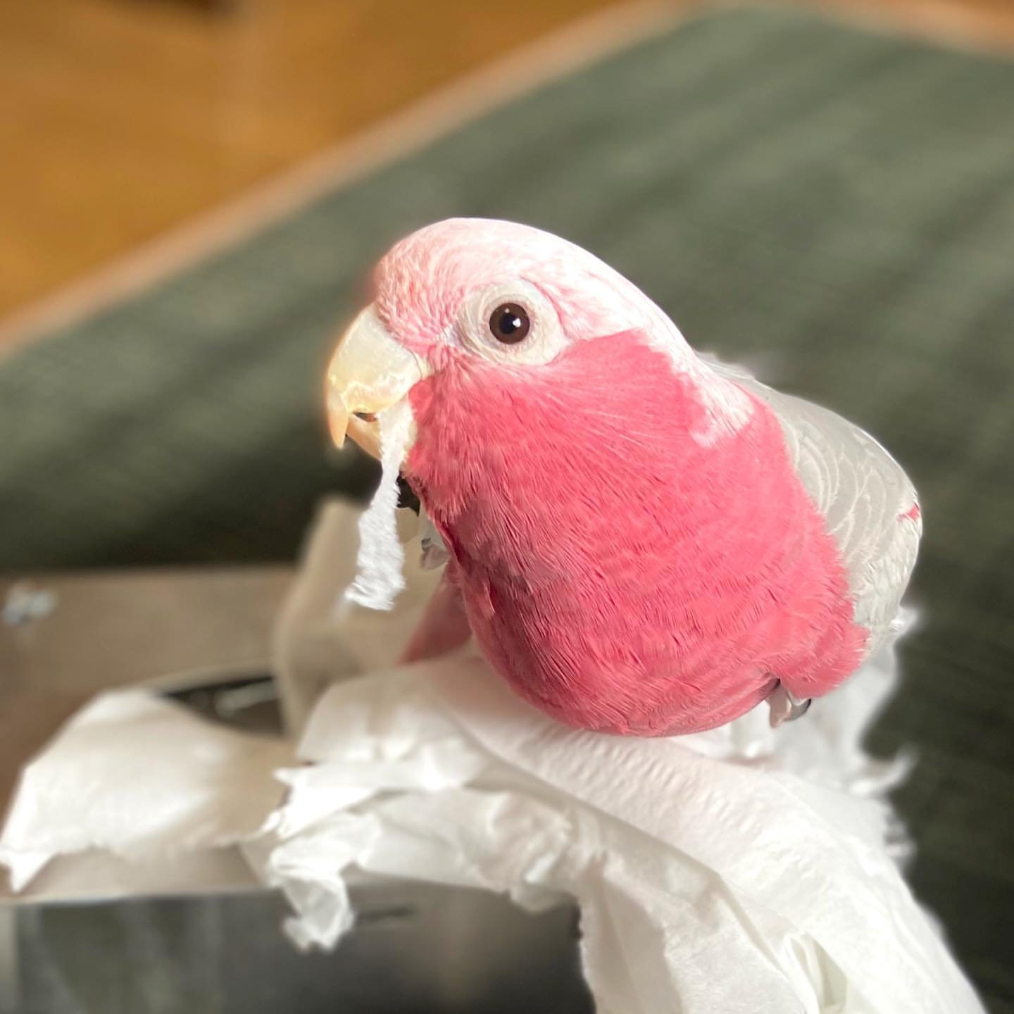 Tanimbar Corella Cockatoo Parrots for Sale