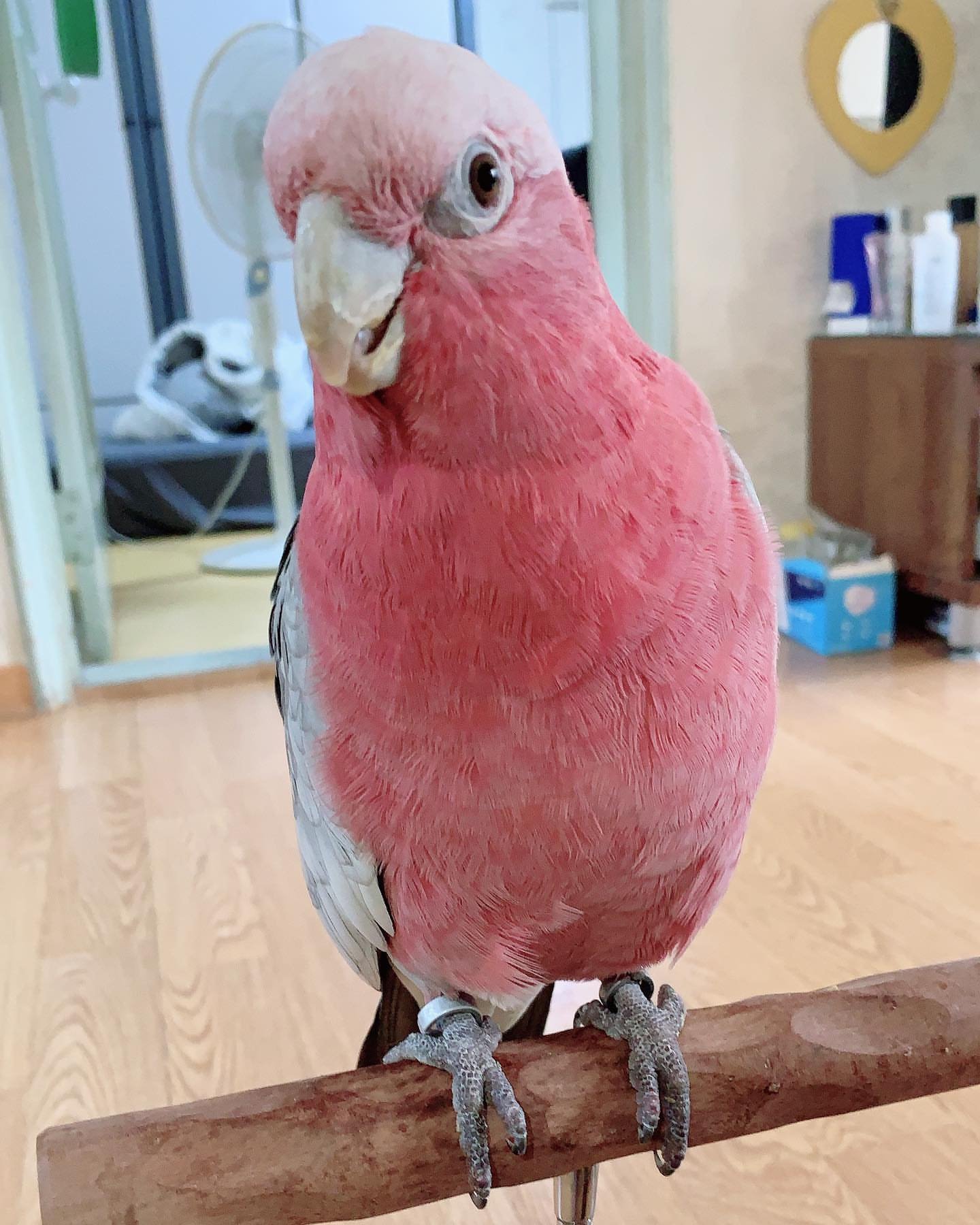 Find Local Galah Cockatoo for Sale