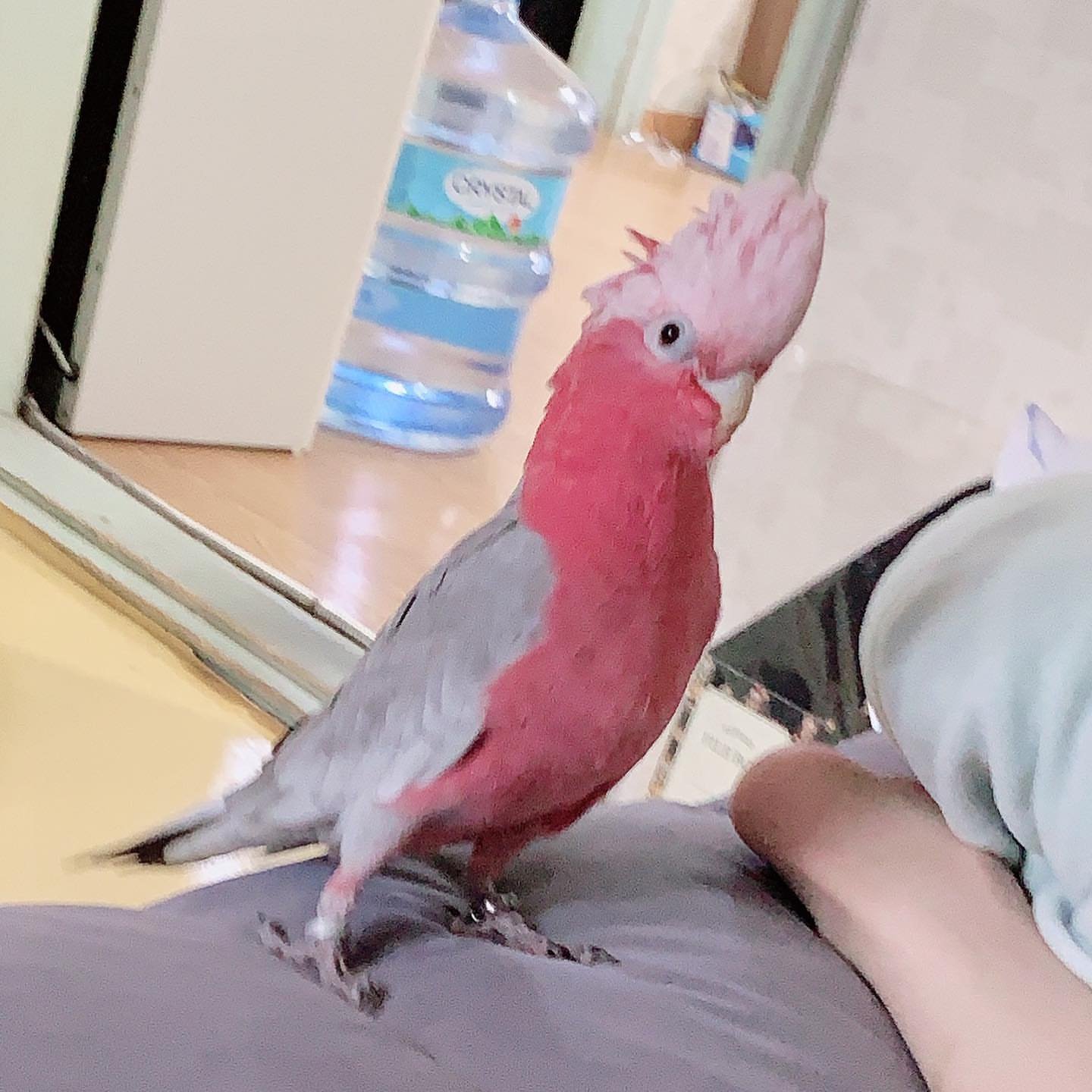 Find Local Galah Cockatoo for Sale