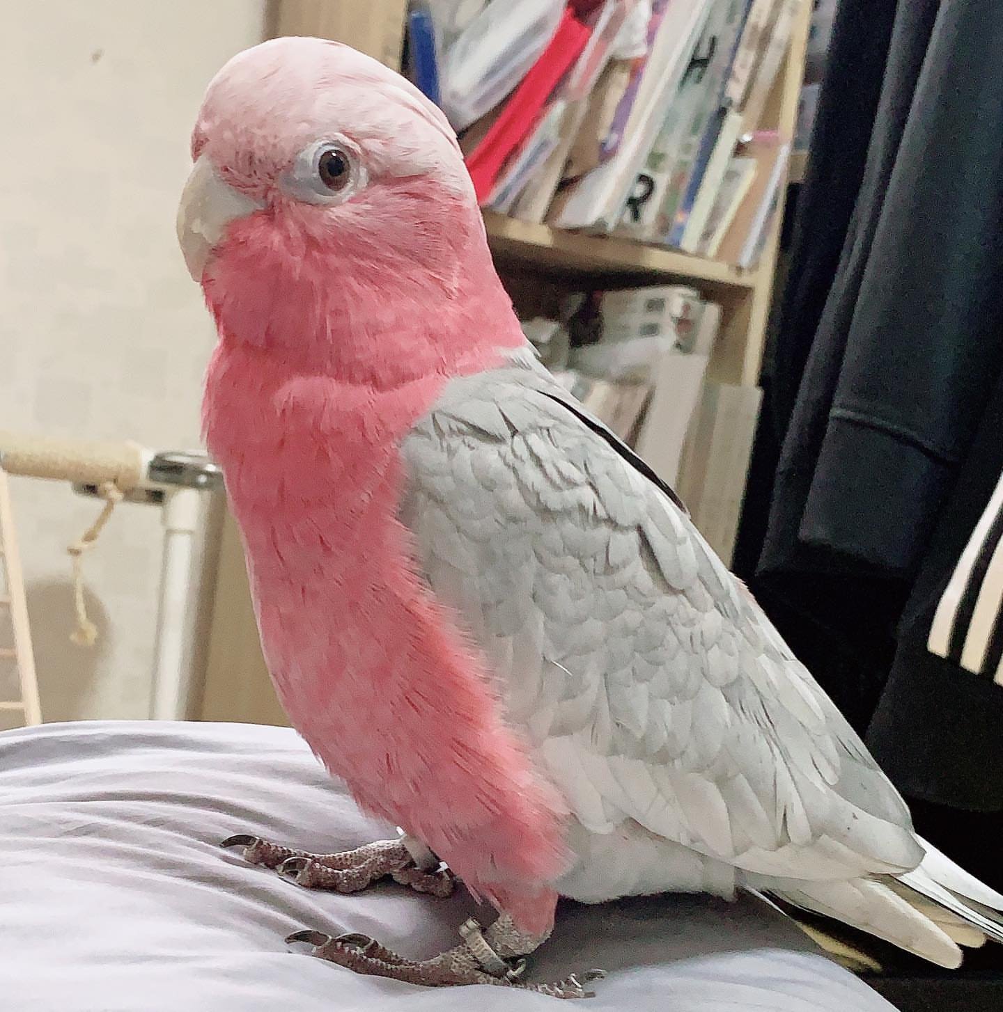Find Local Galah Cockatoo for Sale
