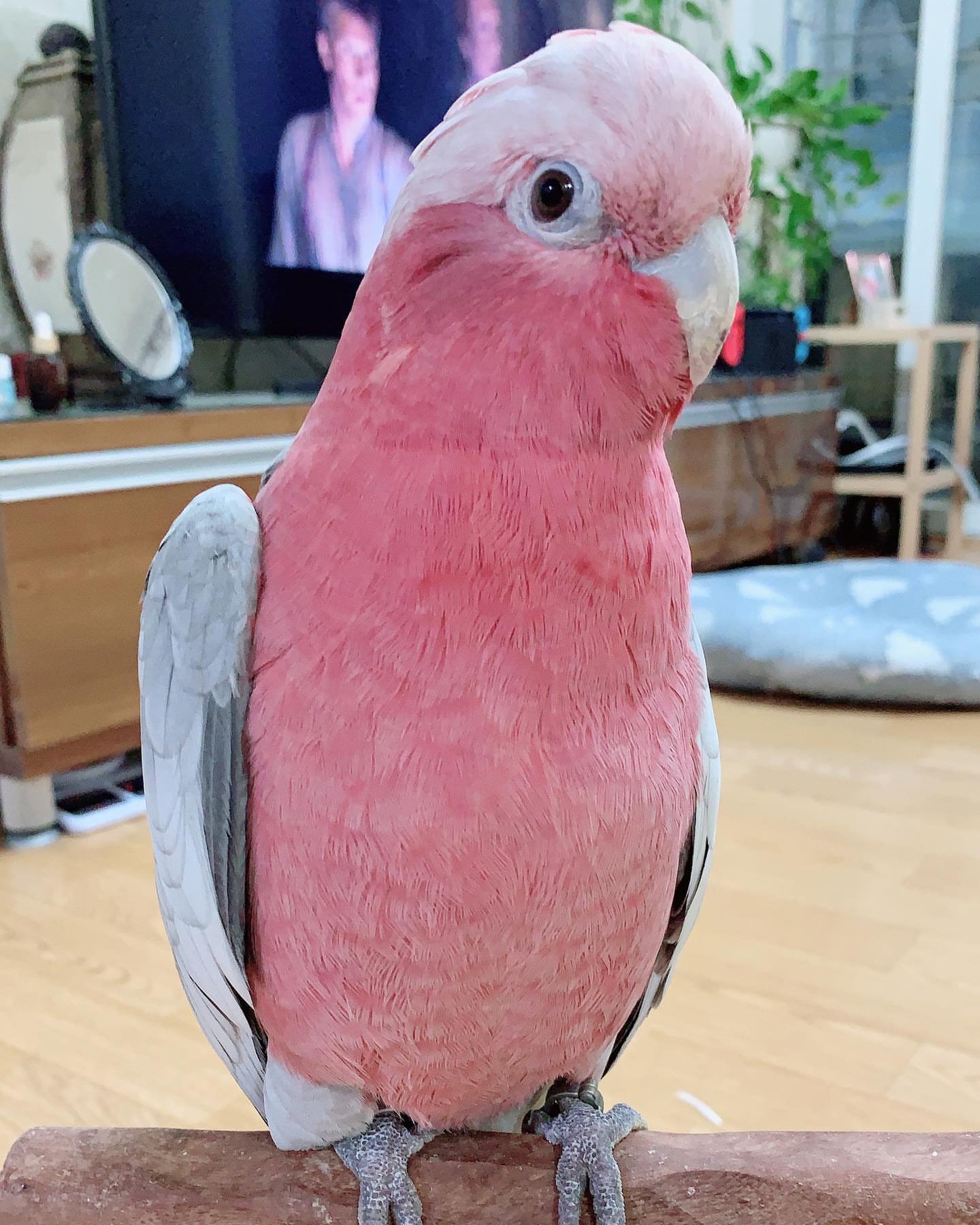 Find Local Galah Cockatoo for Sale