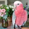 Glossy Black Cockatoo Parrots for Sale