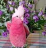 Glossy Black Cockatoo Parrots for Sale