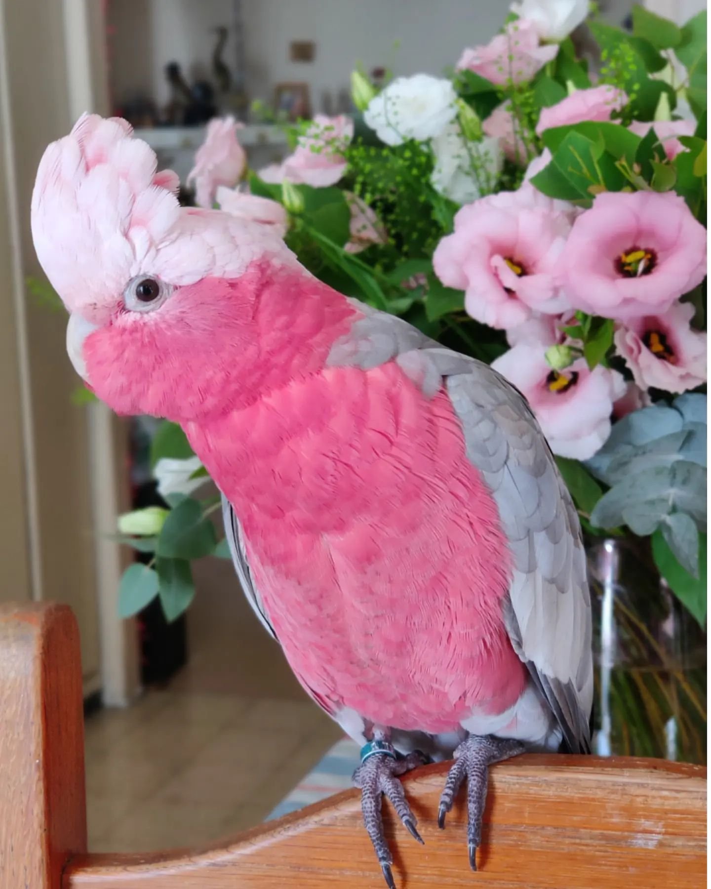Glossy Black Cockatoo Parrots for Sale