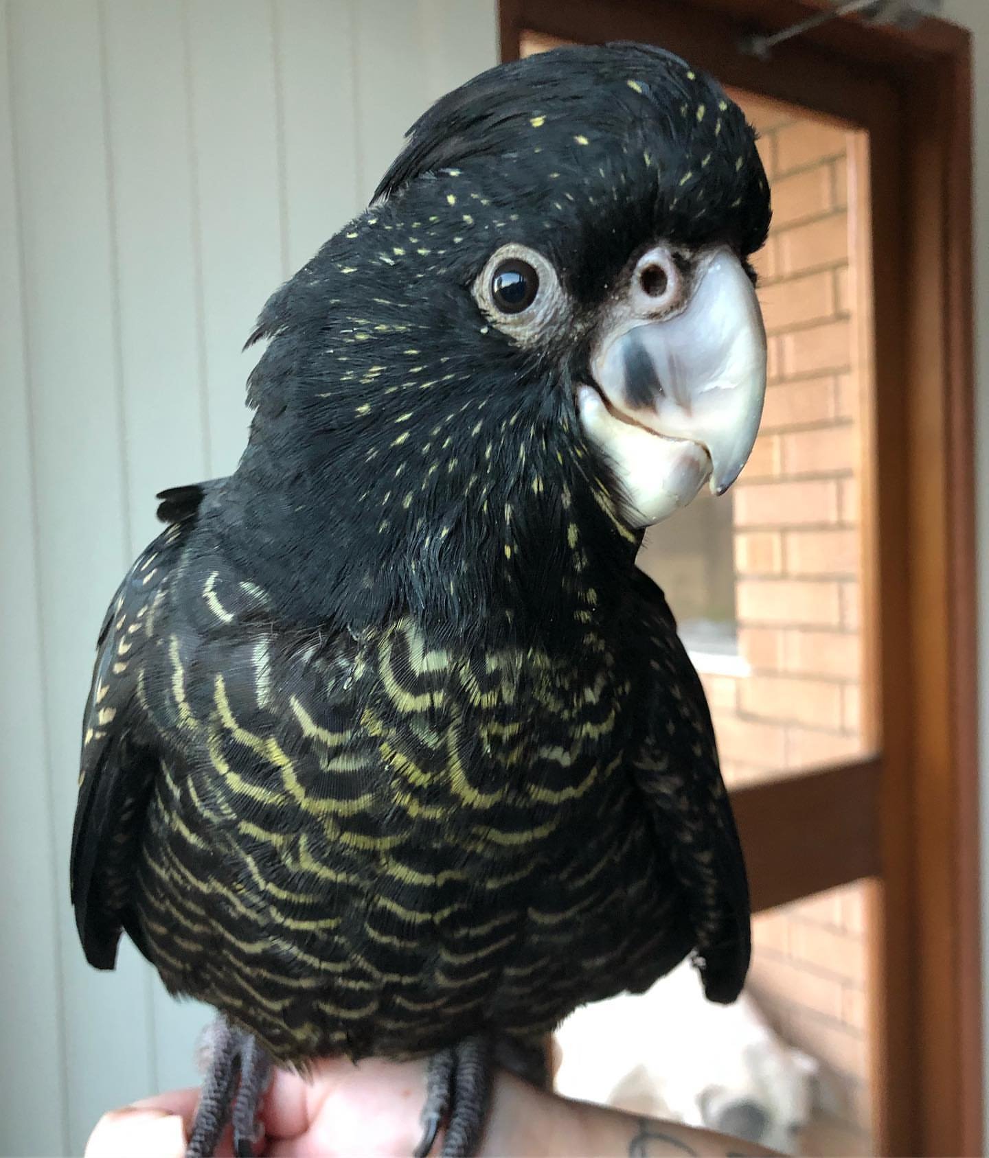 Major Mitchells Cockatoo Parrots for Sale
