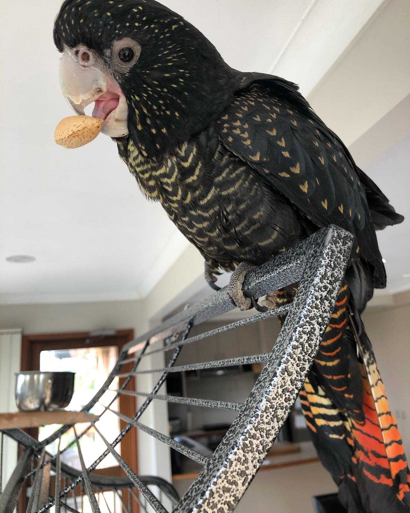 Major Mitchells Cockatoo Parrots for Sale